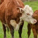 Campaigners end carrier’s barbaric live cattle export from Ireland to France